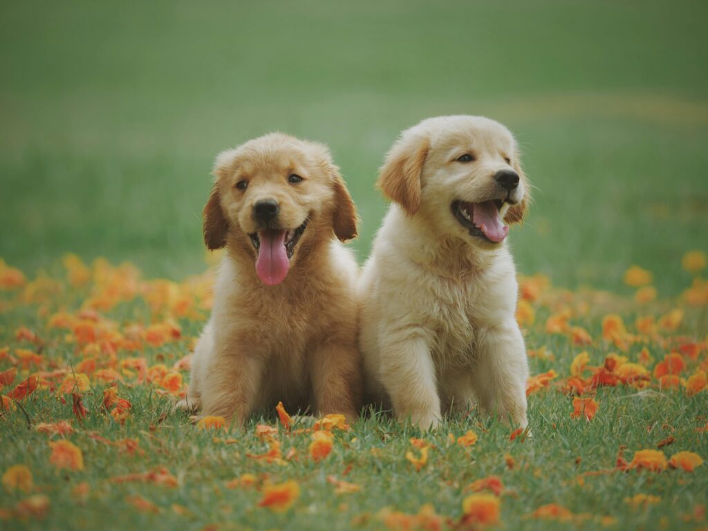 Events 3 pexels chevanon 1108099 2 FowlHub